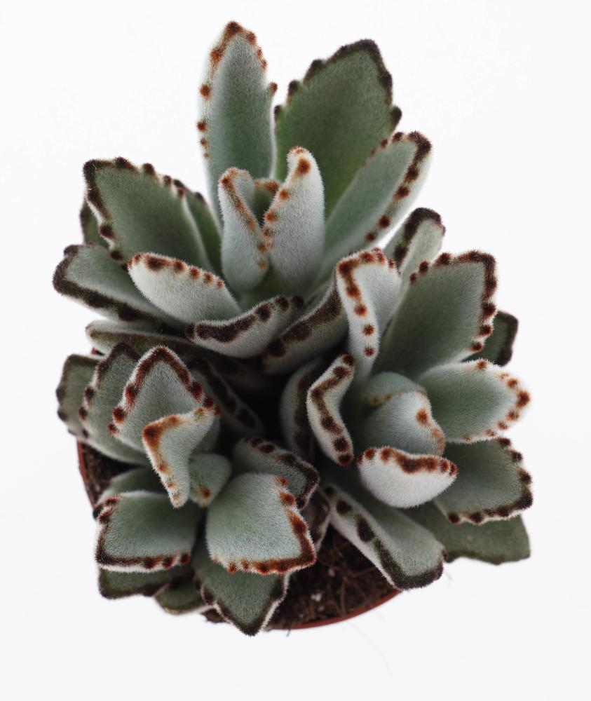 Kalanchoe