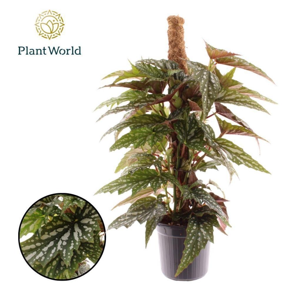 begonia feuillage