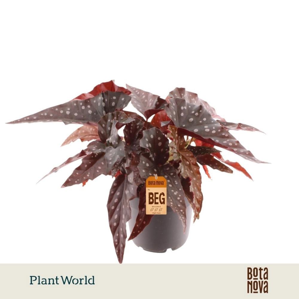 begonia