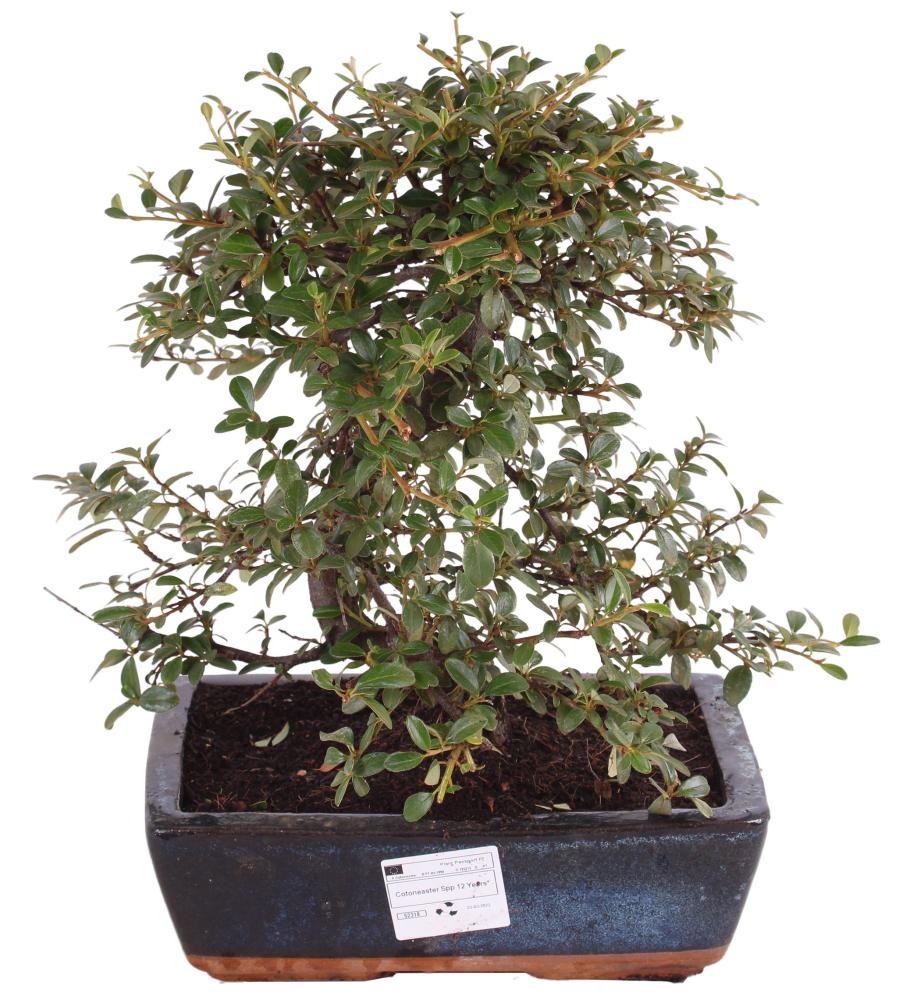 bonsai
