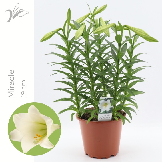Lilium