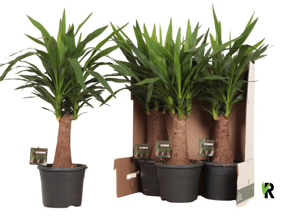 Yucca