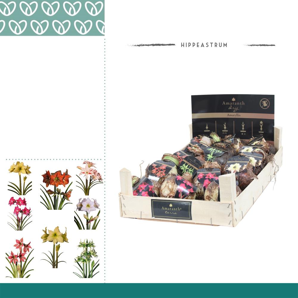 amaryllis-hippeastrum