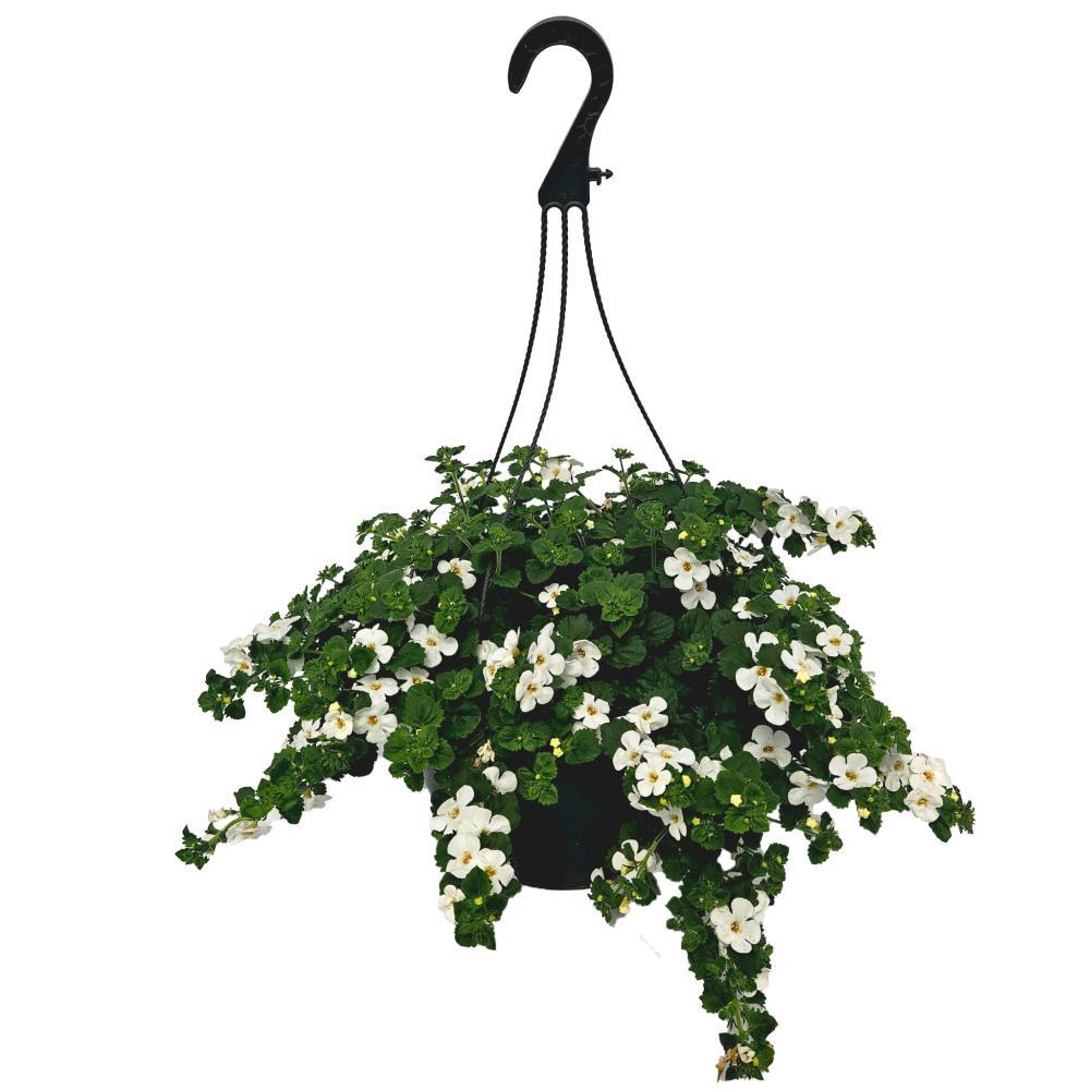 hanging baskets