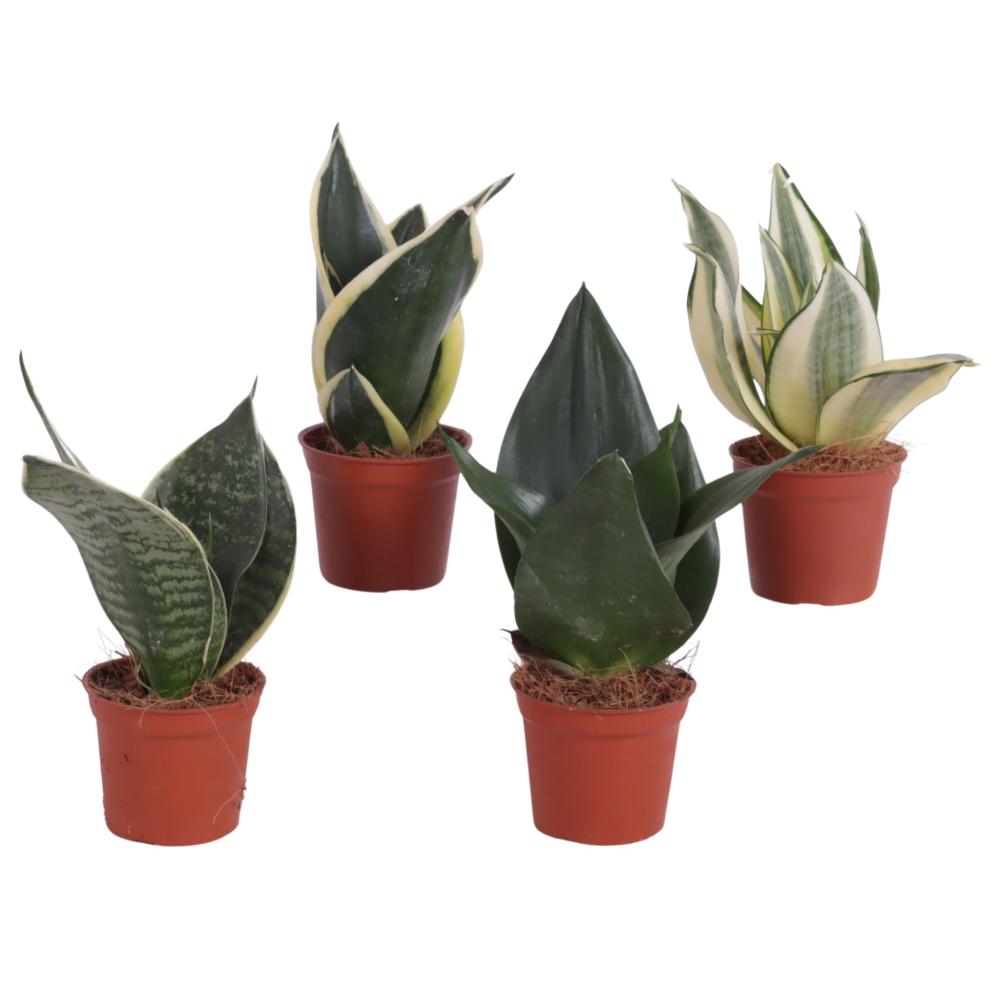sansevieria