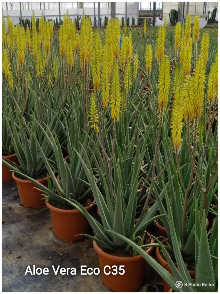 Aloe vera ecologico