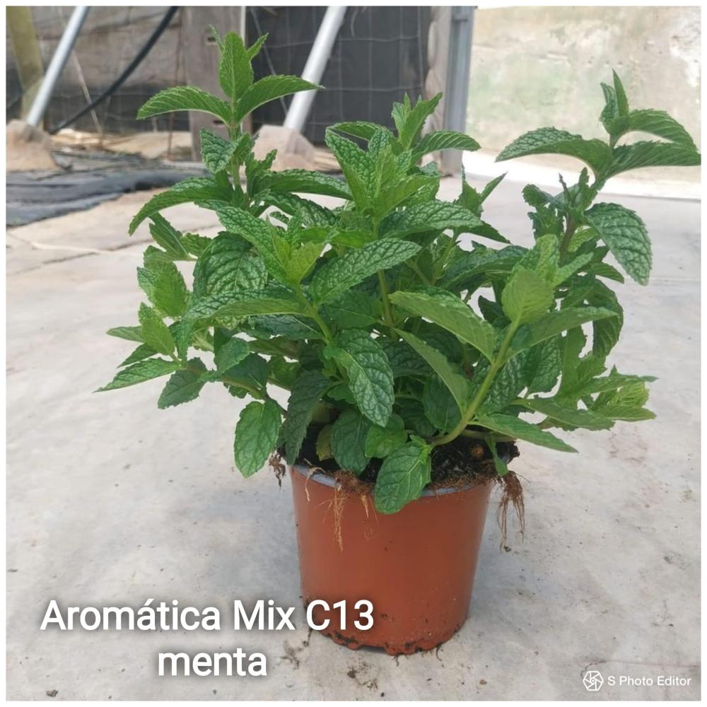 Aromaticas mix