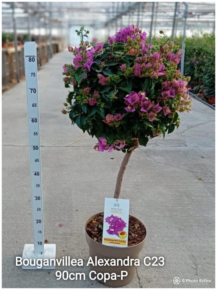 Bougainvillea alexandra