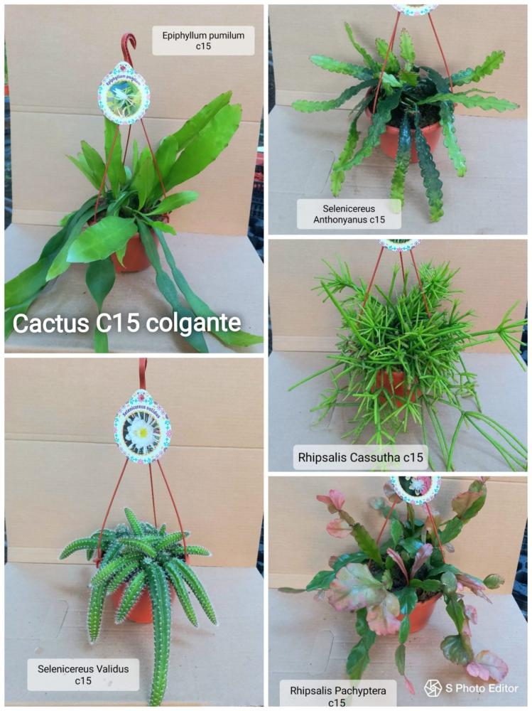 Cactus colgante