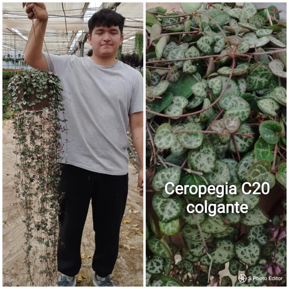 Ceropegia