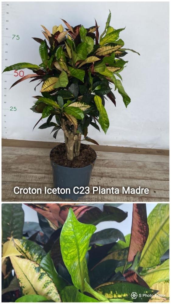 Croton iceton c23-ramificado-vj