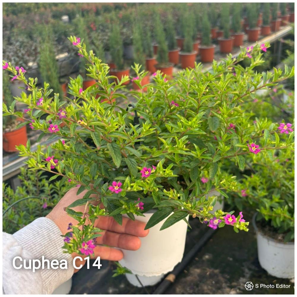 Cuphea