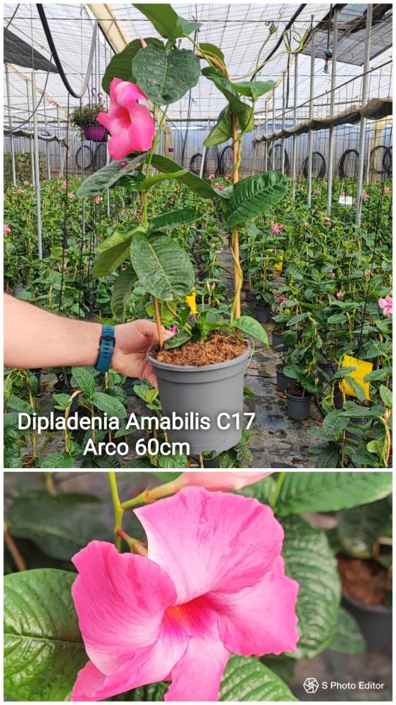 Dipladenia amabilis