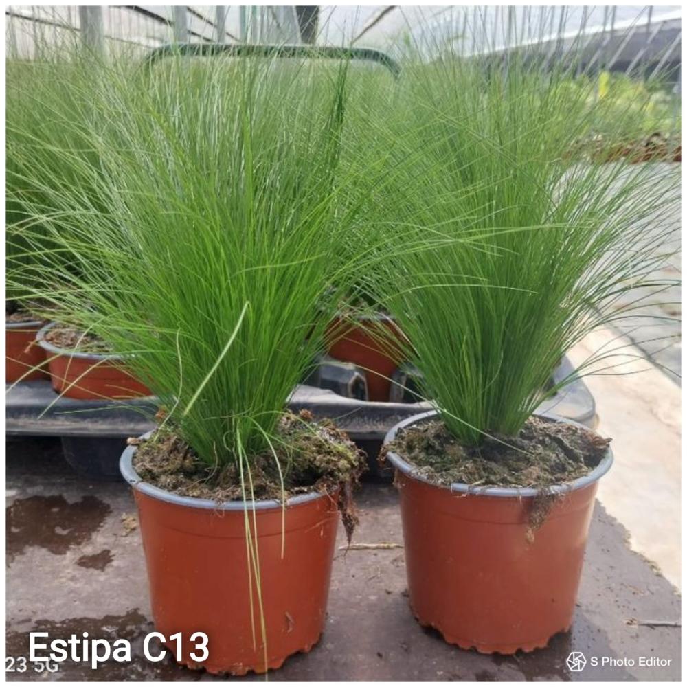 Estipa