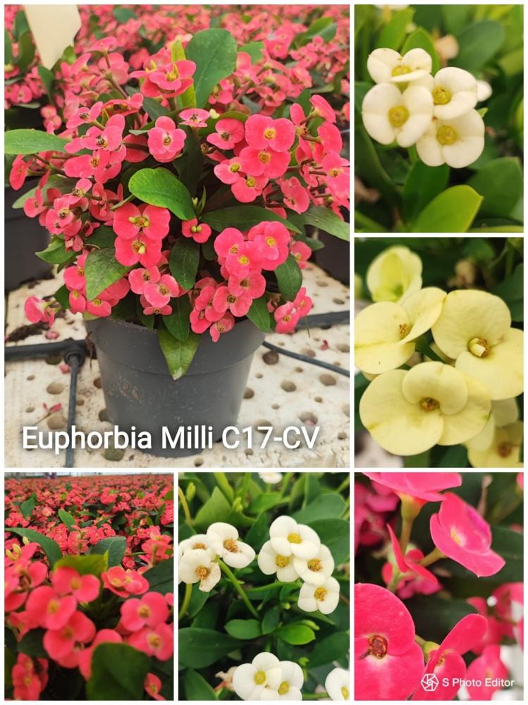 Euphorbia milii c17-cv