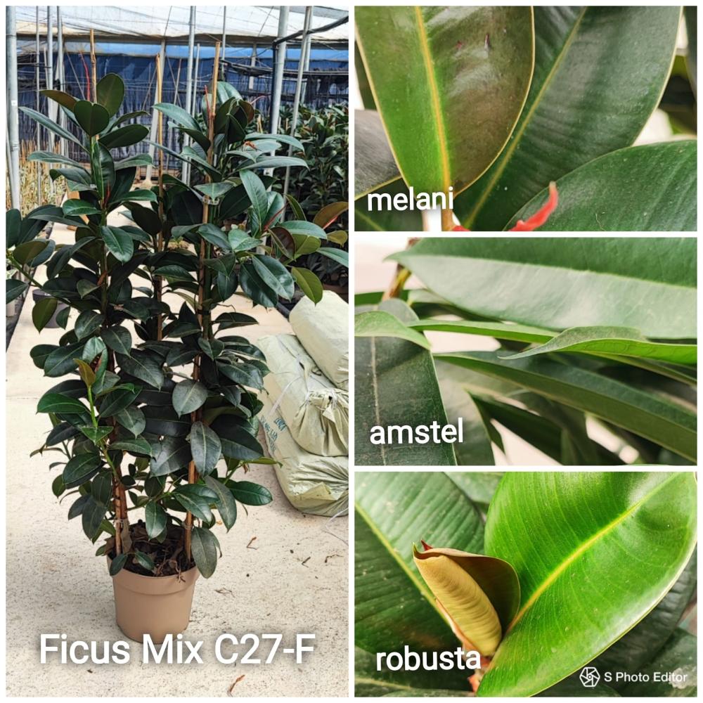 Ficus mix