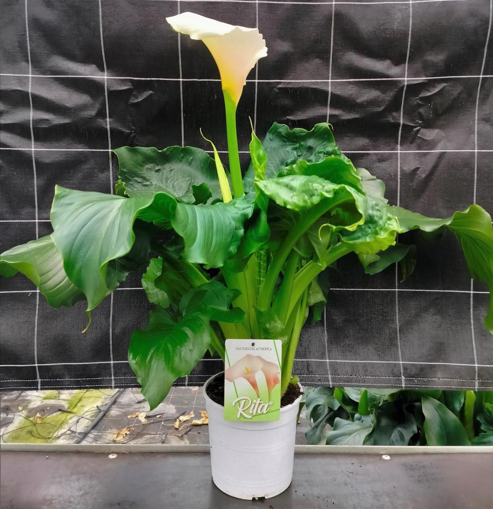 Arum grande fleur