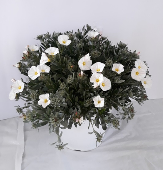 Convolvulus cneorum- liseron