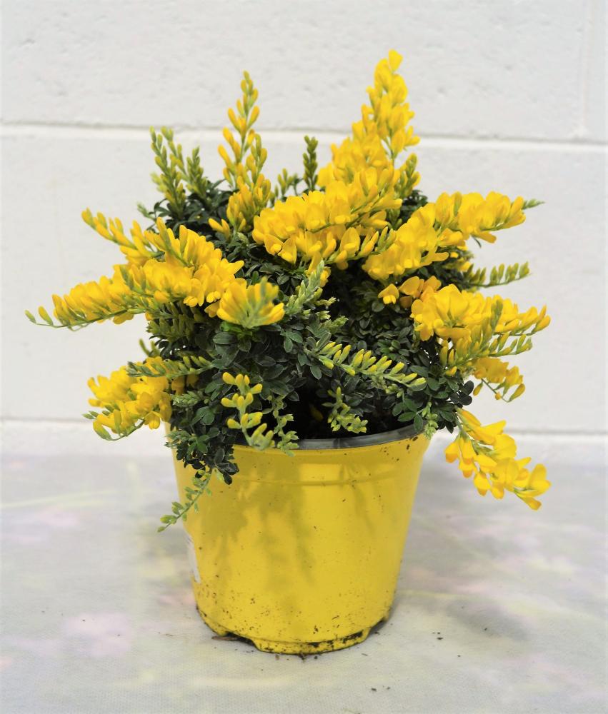 Cytisus