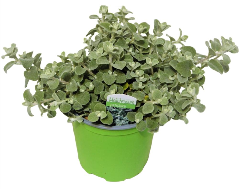 Helichrysum petiolare