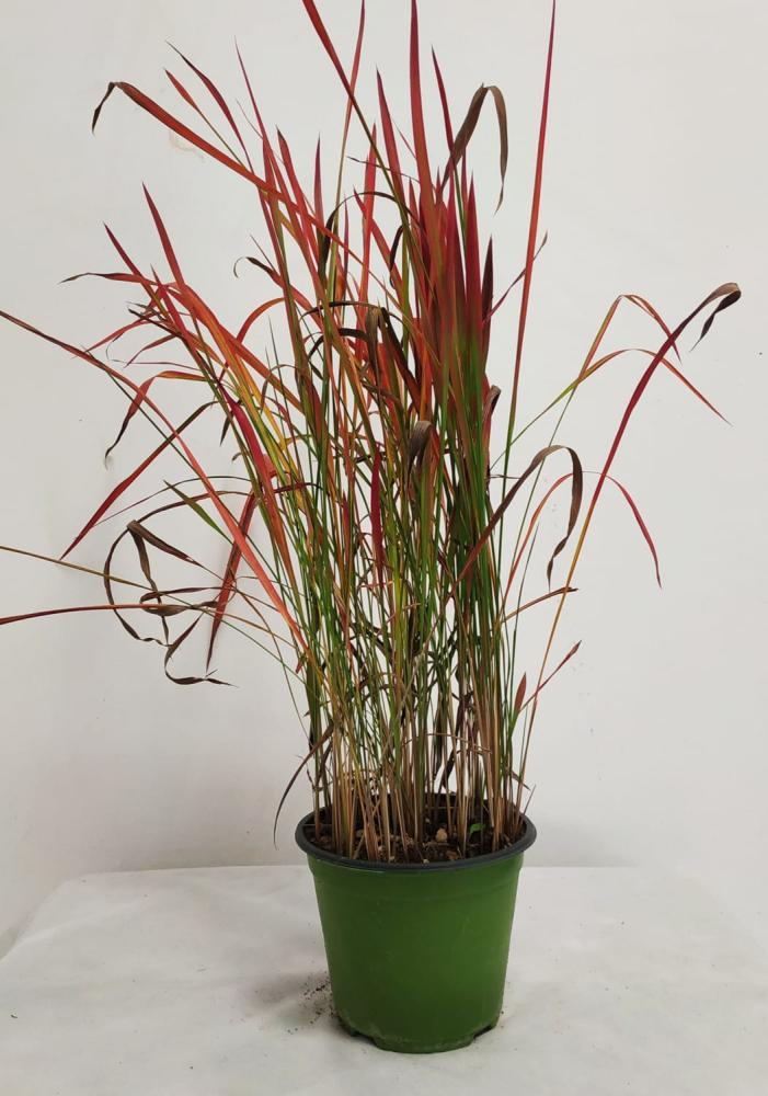 Imperata cylindrica red baron