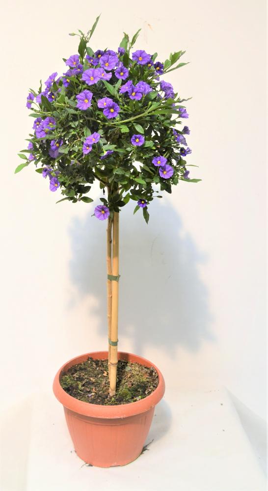 Solanum rantonnetii tige