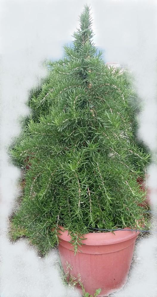 Romarin prostratus pyramide