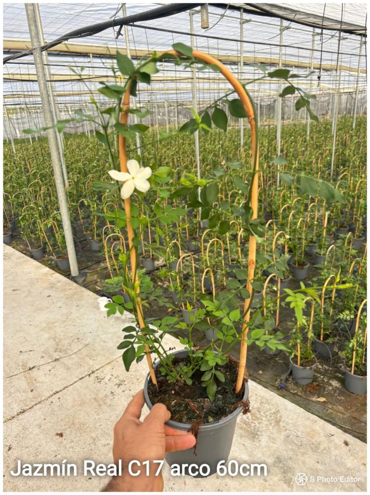 Jazmin real arco 60cm