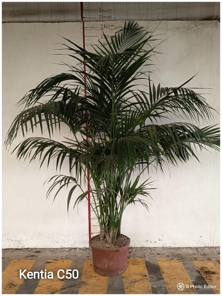Kentia fosteriana