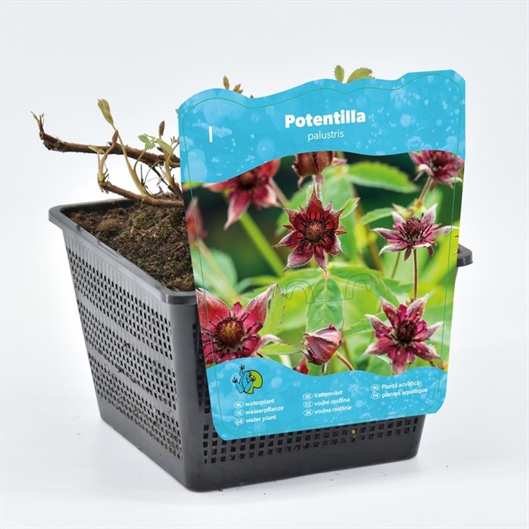 Potentilla