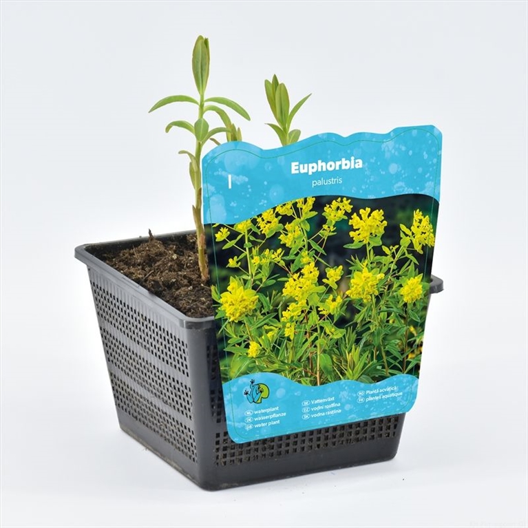 Euphorbia