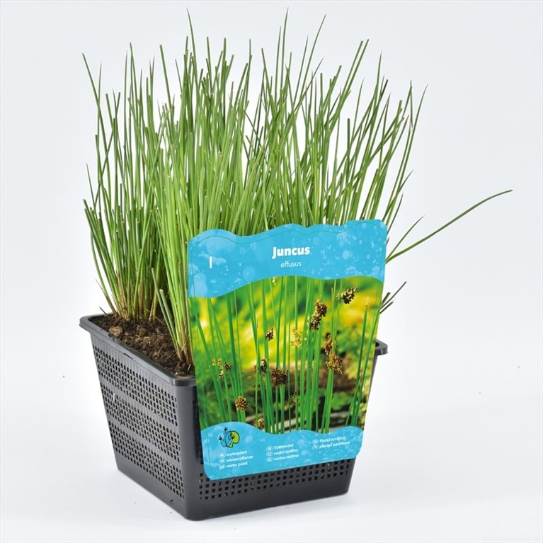 juncus