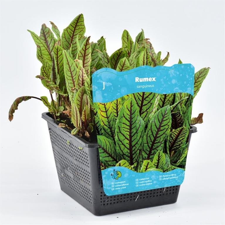 Rumex