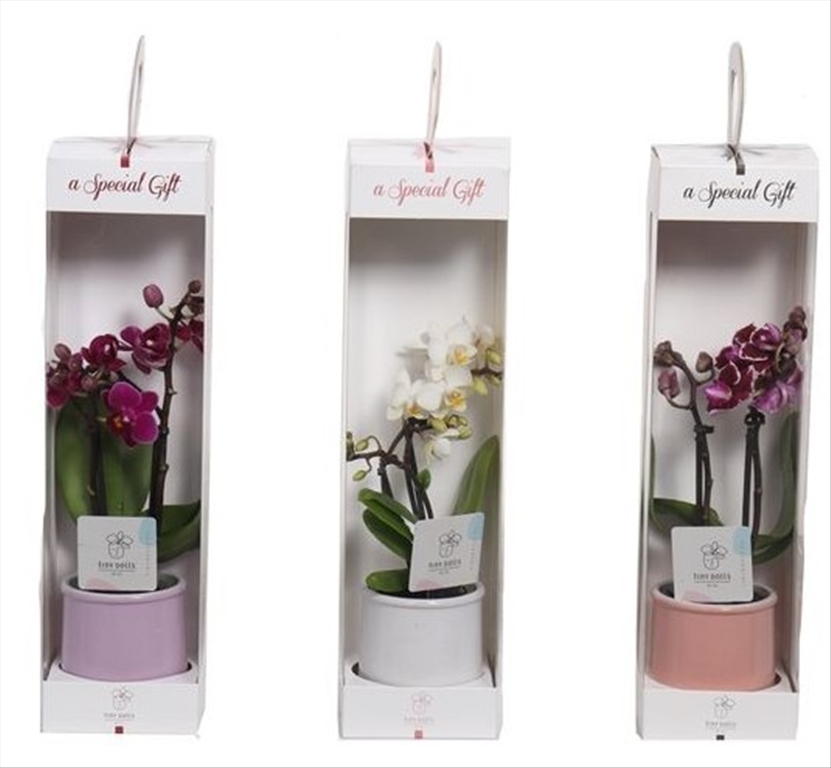 Phalaenopsis