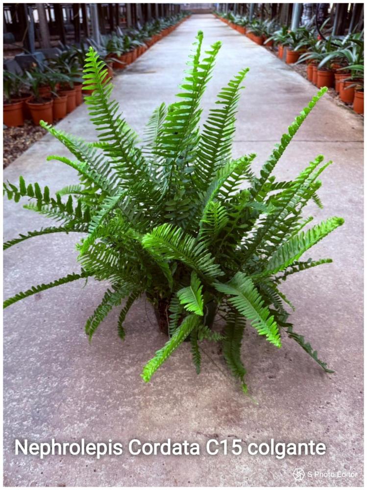Nephrolepis cordata