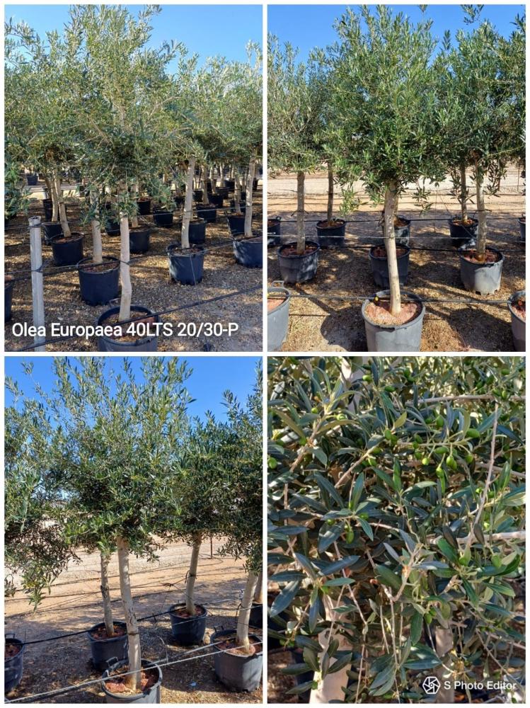 Olea europaea 40lts 20/30-p