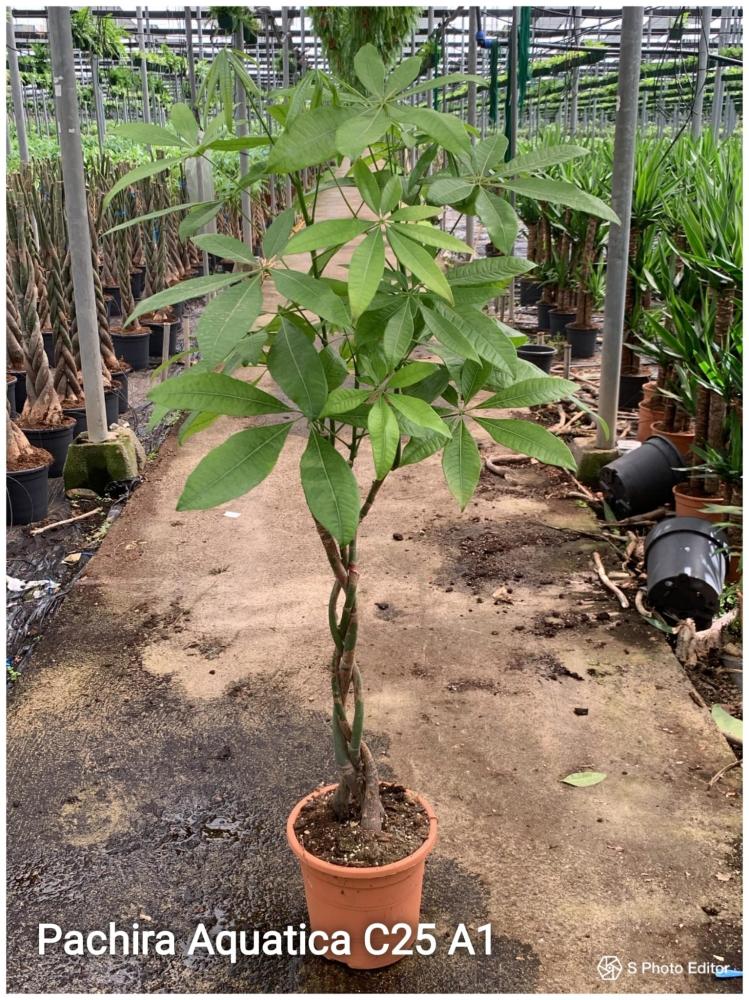 Pachira aquatica
