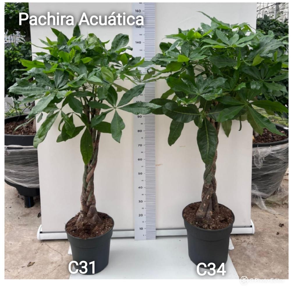 Pachira acuatica c30-f