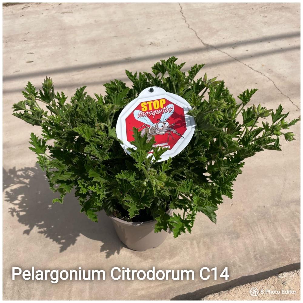 Pelargonium citrosum