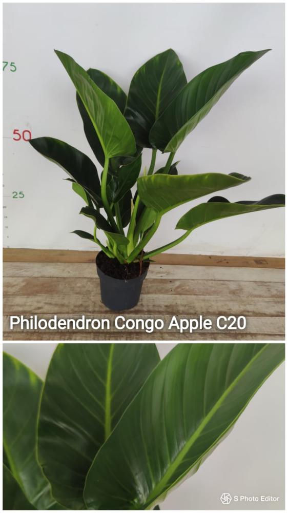 Philodendron congo apple