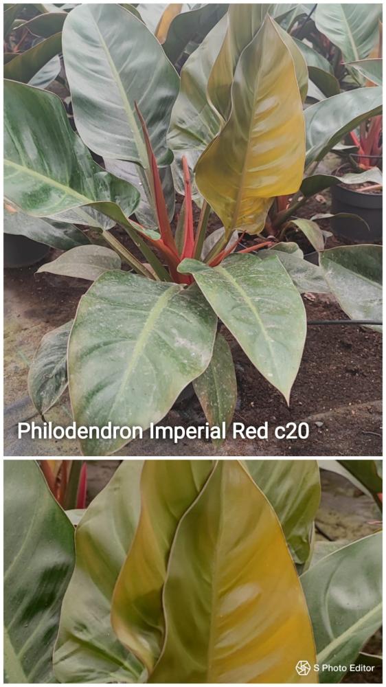 Philodendron imperial red
