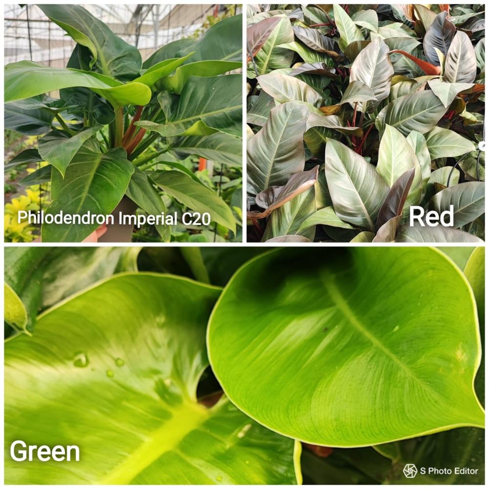 Philodendron imperial green