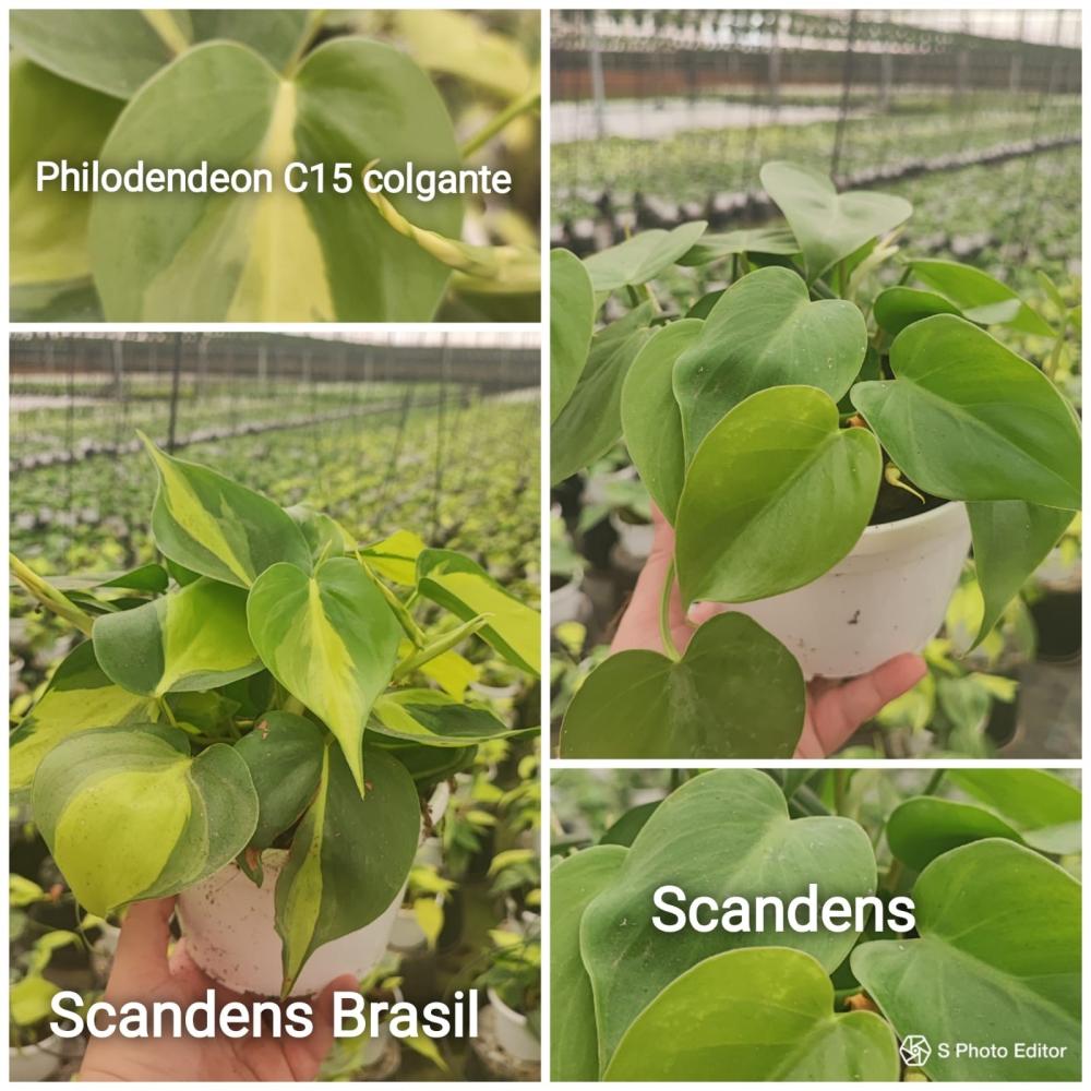 Philodendron scandens
