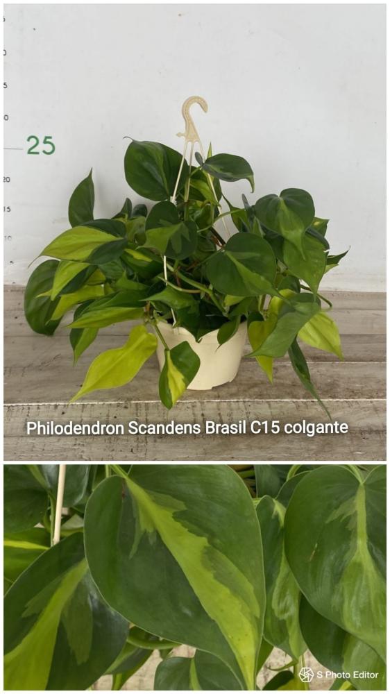 Philodendron scandens brasil