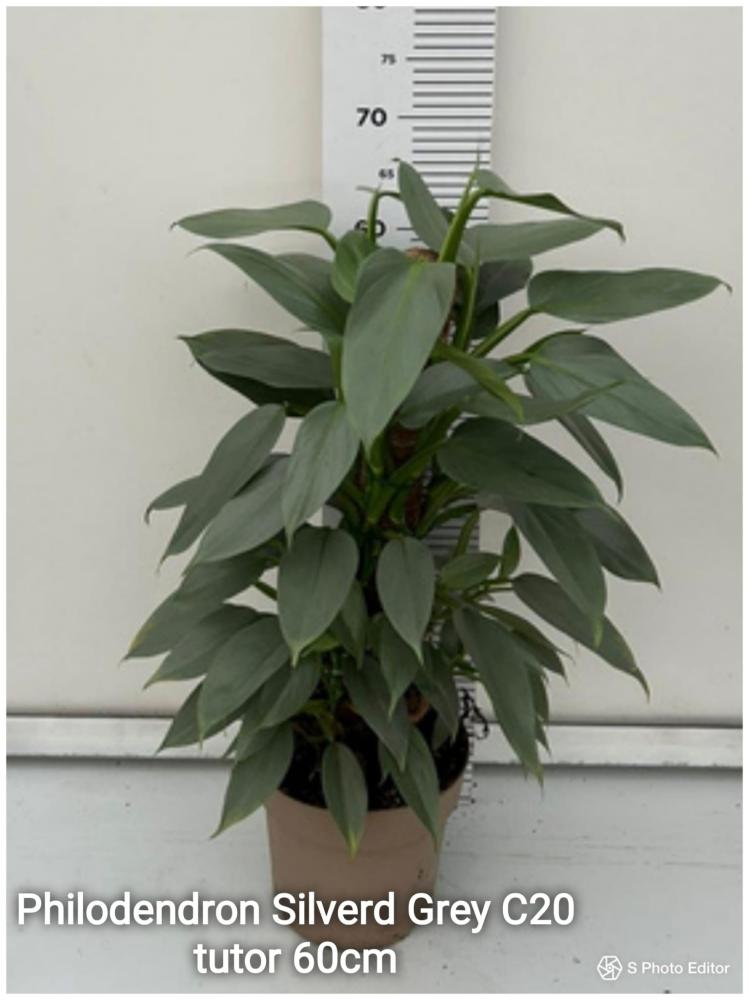Philodendron silverd grey