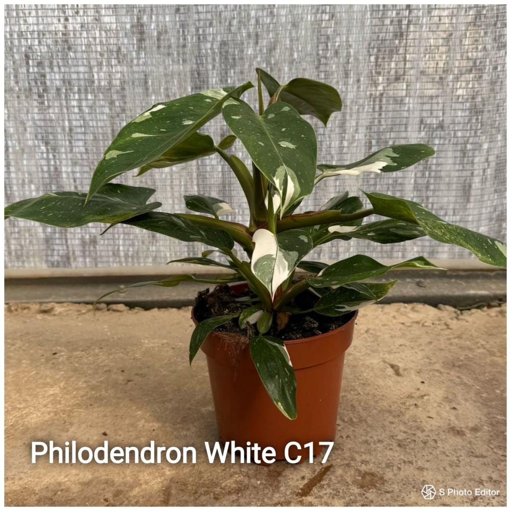 Philodendron white princess