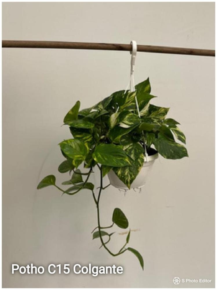 Pothos