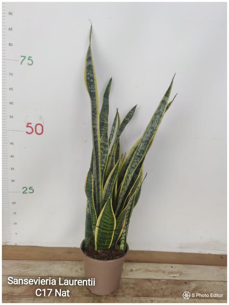 Sansevieria laurentii