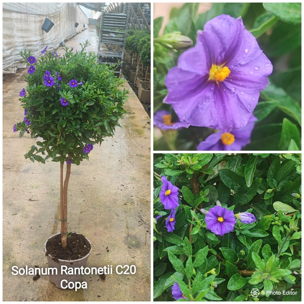 Solanun rantonnetti