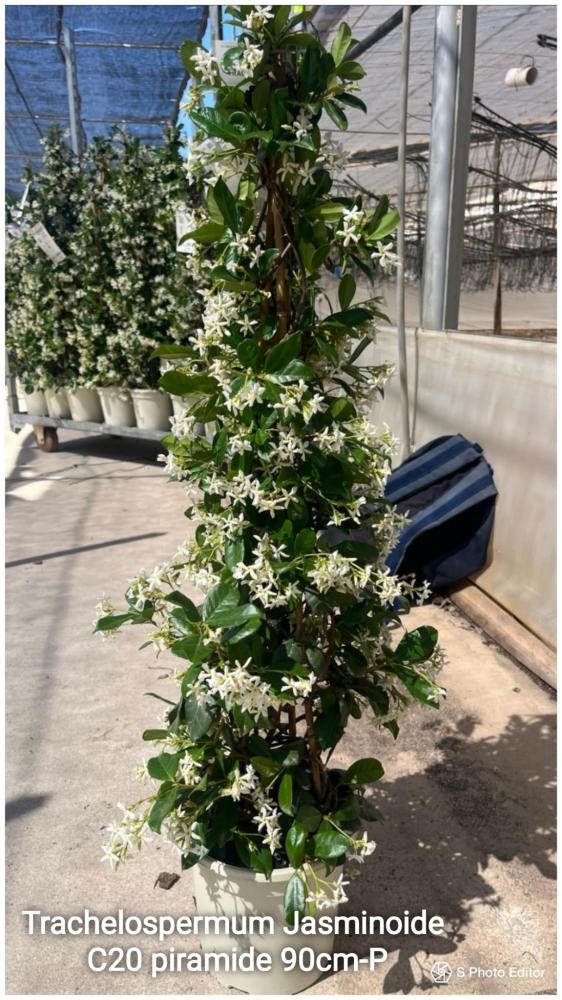 Trachelospermun jasminoide